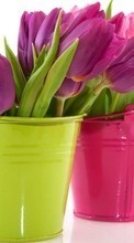 New mobile wallpapers - free download. Bouquets, Flowers, Plants, Tulips picture and image for mobile phones.