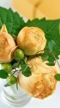 Bouquets, Plants, Roses for Fly ERA Nano 3 IQ436