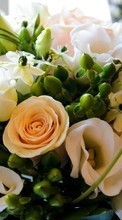 New mobile wallpapers - free download. Bouquets,Plants,Roses picture and image for mobile phones.