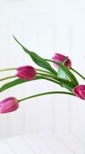 New mobile wallpapers - free download. Bouquets, Plants, Tulips picture and image for mobile phones.