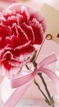 New mobile wallpapers - free download. Flowers, Valentine&#039;s day, Carnations, Love, Holidays, Plants, Hearts picture and image for mobile phones.