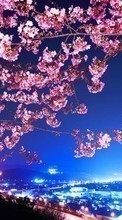 New mobile wallpapers - free download. Flowers, Trees, Cities, Night, Landscape picture and image for mobile phones.