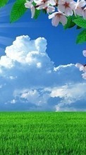 New mobile wallpapers - free download. Flowers, Trees, Clouds, Landscape, Fields picture and image for mobile phones.
