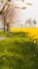 Flowers, Trees, Landscape, Fields for HTC Explorer