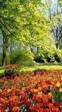 New 128x160 mobile wallpapers Plants, Landscape, Flowers, Trees, Tulips free download.