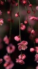 New mobile wallpapers - free download. Flowers, Trees, Plants, Sakura picture and image for mobile phones.