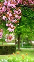 New mobile wallpapers - free download. Flowers, Trees, Plants, Sakura picture and image for mobile phones.
