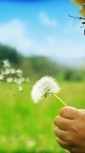 New mobile wallpapers - free download. Flowers, Children, People, Dandelions picture and image for mobile phones.