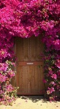 New mobile wallpapers - free download. Flowers, Houses, Landscape, Plants picture and image for mobile phones.