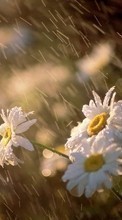 New mobile wallpapers - free download. Plants, Flowers, Rain, Camomile picture and image for mobile phones.