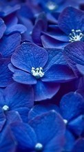 New mobile wallpapers - free download. Flowers,Violet,Plants picture and image for mobile phones.