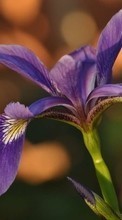 Flowers,Violet,Plants for Motorola DROID RAZR