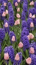 New mobile wallpapers - free download. Plants, Flowers, Backgrounds, Tulips, Hyacinth picture and image for mobile phones.