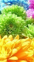 New mobile wallpapers - free download. Plants, Flowers, Backgrounds, Chrysanthemum, Rainbow picture and image for mobile phones.