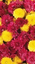 New 480x800 mobile wallpapers Plants, Flowers, Backgrounds, Chrysanthemum free download.
