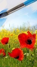 New mobile wallpapers - free download. Flowers, Background, Poppies, Plants picture and image for mobile phones.