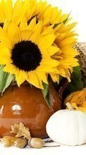 New mobile wallpapers - free download. Flowers,Background,Still life,Sunflowers picture and image for mobile phones.