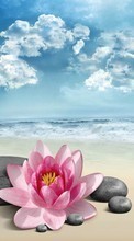 New mobile wallpapers - free download. Flowers,Background,Beach picture and image for mobile phones.