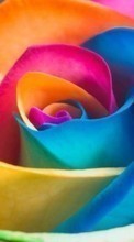 New mobile wallpapers - free download. Flowers, Background, Rainbow, Plants, Roses picture and image for mobile phones.