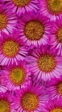 New 360x640 mobile wallpapers Plants, Flowers, Backgrounds free download.