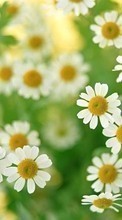 New mobile wallpapers - free download. Plants, Flowers, Backgrounds, Camomile picture and image for mobile phones.