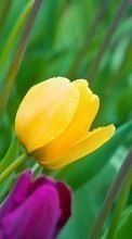 New mobile wallpapers - free download. Flowers, Background, Plants, Tulips picture and image for mobile phones.