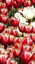 New mobile wallpapers - free download. Flowers, Background, Plants, Tulips picture and image for mobile phones.