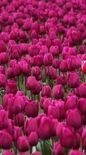 Plants, Flowers, Backgrounds, Tulips for Sony Xperia E3 D2202