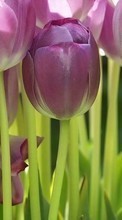 Plants, Flowers, Backgrounds, Tulips for Huawei Ascend Y511