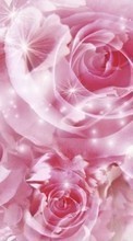 New mobile wallpapers - free download. Flowers, Backgrounds, Roses picture and image for mobile phones.