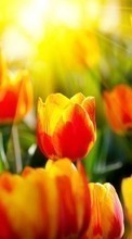 New mobile wallpapers - free download. Flowers, Background, Tulips picture and image for mobile phones.