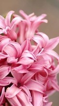 New 320x480 mobile wallpapers Plants, Flowers, Hyacinth free download.