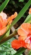 New mobile wallpapers - free download. Plants, Flowers, Gladiolus picture and image for mobile phones.