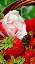 New mobile wallpapers - free download. Flowers,Berries,Strawberry,Plants,Roses picture and image for mobile phones.