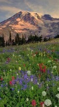 Flowers,Mountains,Landscape