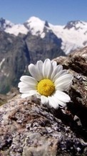 New mobile wallpapers - free download. Flowers,Mountains,Landscape picture and image for mobile phones.