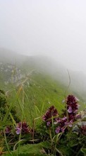 Flowers, Mountains, Landscape, Plants for Motorola DROID Pro
