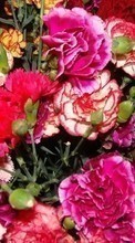 New mobile wallpapers - free download. Flowers,Carnations,Plants picture and image for mobile phones.
