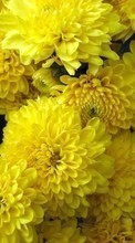 New mobile wallpapers - free download. Plants, Flowers, Chrysanthemum picture and image for mobile phones.