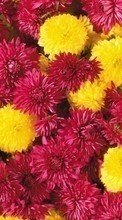 New 240x320 mobile wallpapers Plants, Flowers, Chrysanthemum free download.