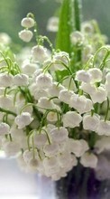 New mobile wallpapers - free download. Flowers, Drops, Lily of the valley, Plants picture and image for mobile phones.