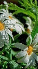 New 540x960 mobile wallpapers Plants, Flowers, Camomile, Drops free download.