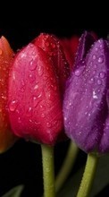 New mobile wallpapers - free download. Flowers, Drops, Plants, Tulips picture and image for mobile phones.