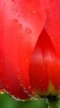 New 360x640 mobile wallpapers Plants, Flowers, Tulips, Drops free download.