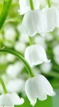 New 480x800 mobile wallpapers Plants, Flowers, Bluebells free download.