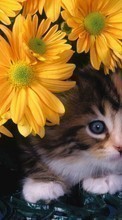 New 320x480 mobile wallpapers Animals, Cats, Flowers free download.