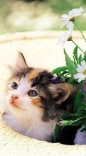 New 360x640 mobile wallpapers Animals, Cats, Flowers free download.