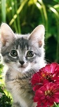 New mobile wallpapers - free download. Animals, Plants, Cats, Flowers picture and image for mobile phones.