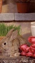 New 1024x600 mobile wallpapers Animals, Flowers, Roses, Rabbits free download.