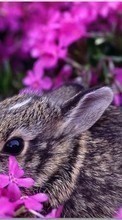 New mobile wallpapers - free download. Flowers, Rabbits, Animals picture and image for mobile phones.
